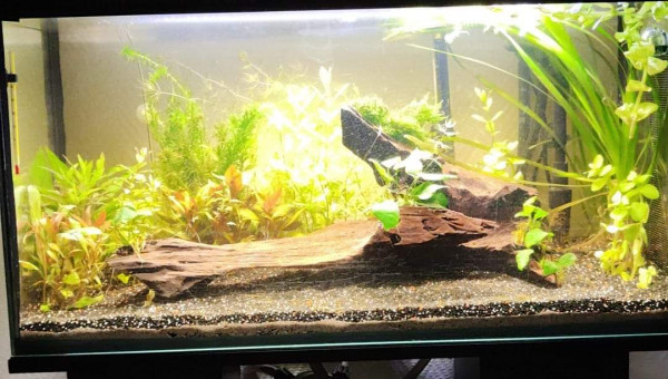 Après 2 semaines de mise en eau