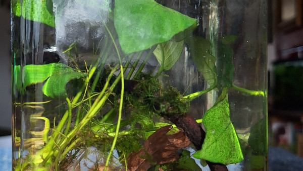 Introduction des ostracodes