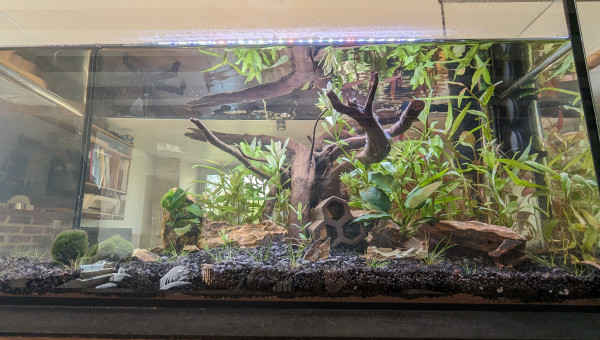 Deux semaines après la mise en eau.