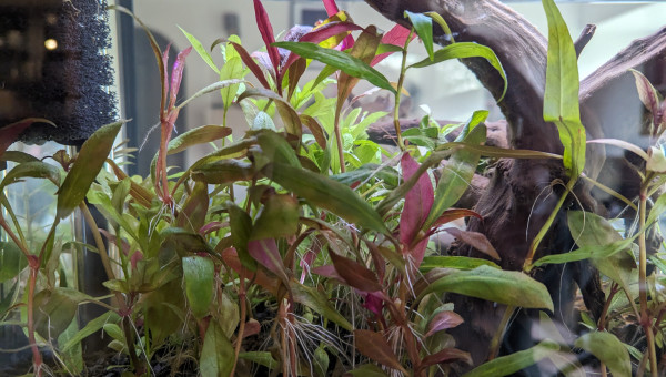 Deux semaines après la mise en eau.