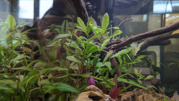 Deux semaines après la mise en eau.