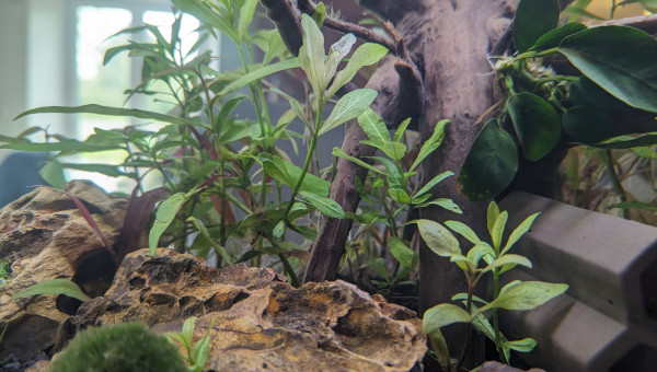 Deux semaines après la mise en eau.