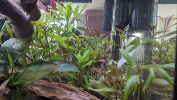 Deux semaines après la mise en eau.