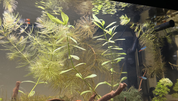 Courant dans l’aquarium