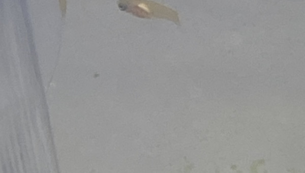 Les alevins platy