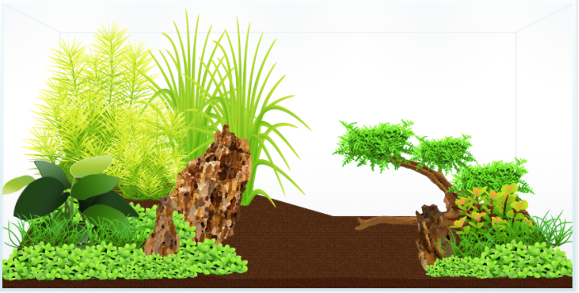 Première idée d'aquascape