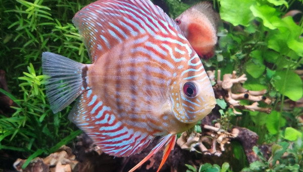 Des nouveaux copains