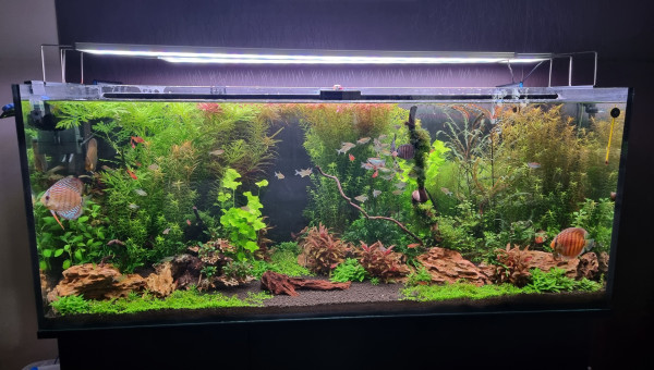 Des nouveaux copains