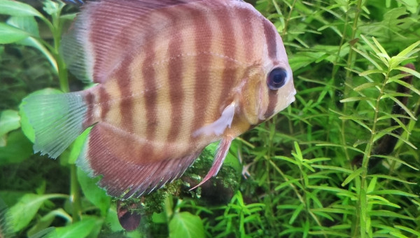 Des nouveaux copains