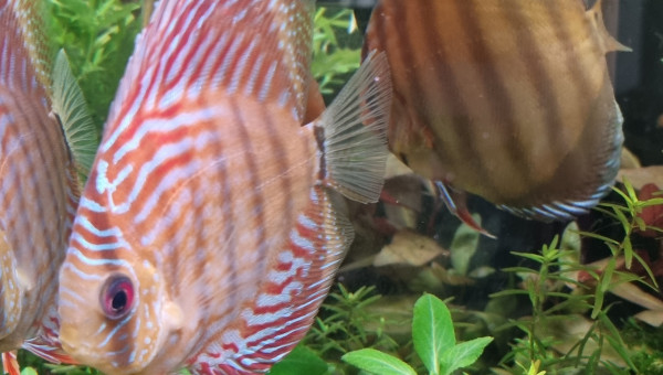 Des nouveaux copains