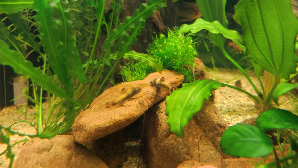 De nouvelles plantes