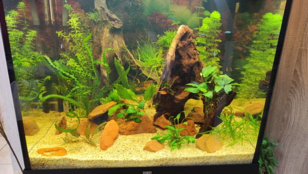 De nouvelles plantes