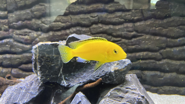 Labidochromis caeruleus lion's cove