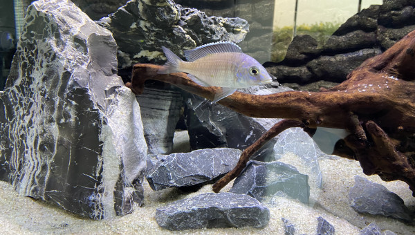 Placidochromis electra blue hongi