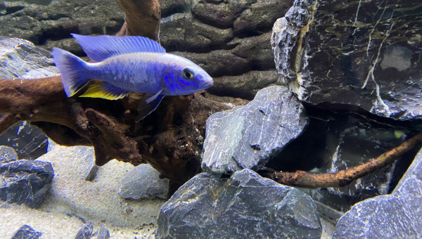 scienochromis fryeri