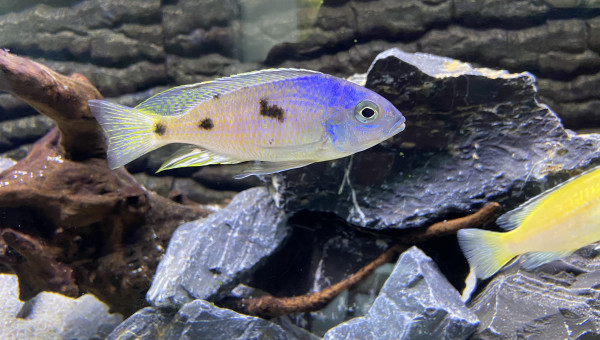 Copadichromis verduyni namitumbu