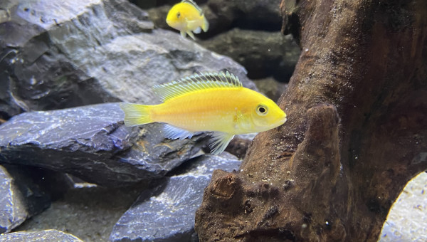 L’abidochromis caeruleus lion’s cove