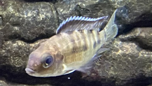 Aulonocara koningsi Mbenji island f1