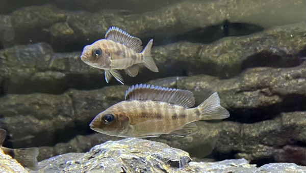 Aulonocara koningsi Mbenji island f1