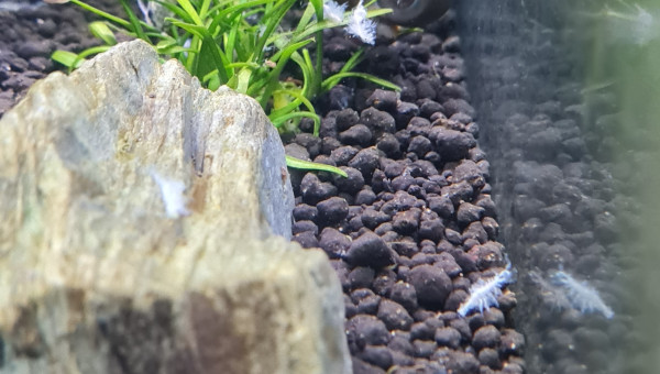 Quelque nouvelles du bac en photo