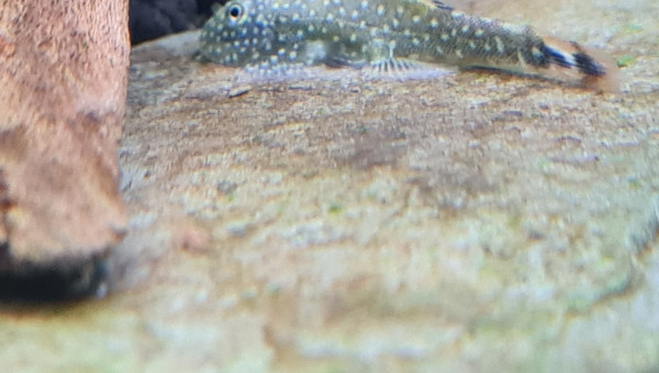 Quelque nouvelles du bac en photo