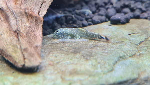 Quelque nouvelles du bac en photo