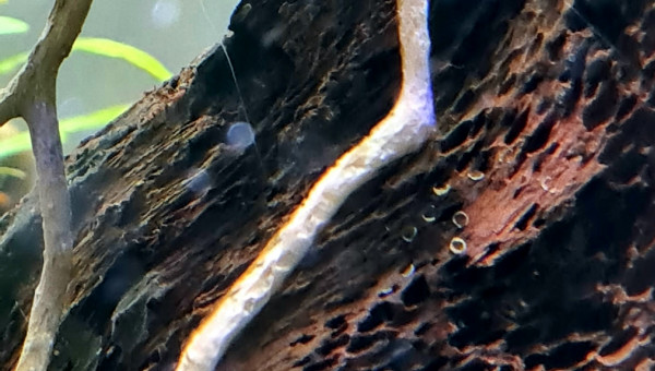 Quelque nouvelles du bac en photo