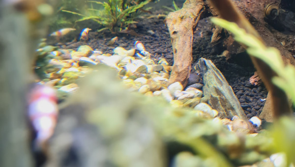 Quelque nouvelles du bac en photo