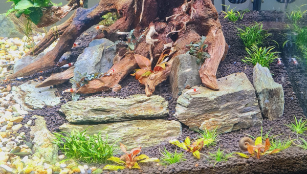 Quelque nouvelles du bac en photo