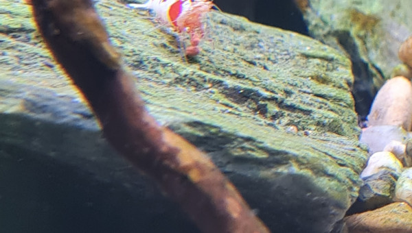 Quelque nouvelles du bac en photo