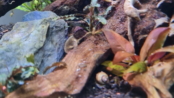 Quelque nouvelles du bac en photo