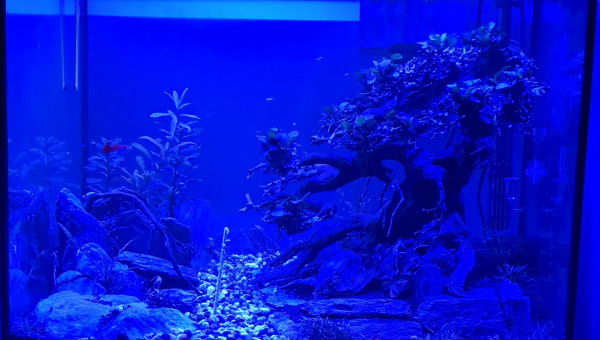 Quelque nouvelles du bac en photo