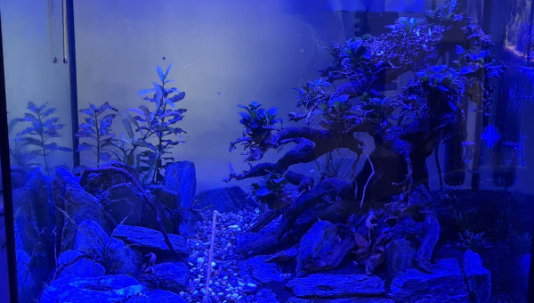 Quelque nouvelles du bac en photo