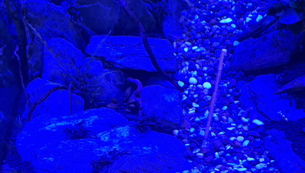 Quelque nouvelles du bac en photo