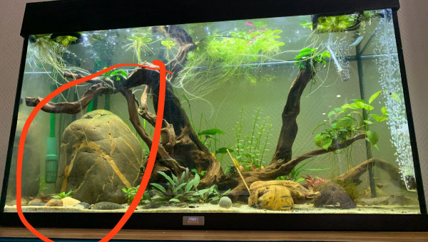 Le moment le moins plus stressant pour mon aquarium ?