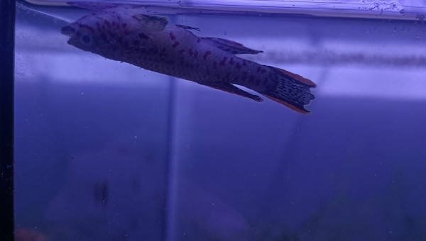 Mâle ♂️ Fundulopanchax nigerianus innidere