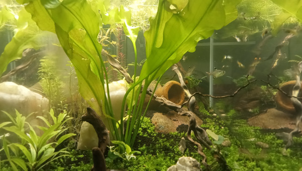 Le bac est stabilisé, reste plus qu'à profiter