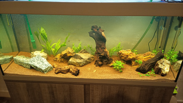 Premier changement d'eau