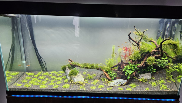 Changement d'aquascaping