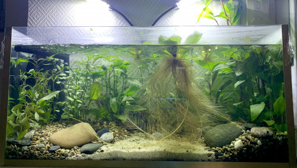 Installation d’un poisson dans un aquarium non cyclé