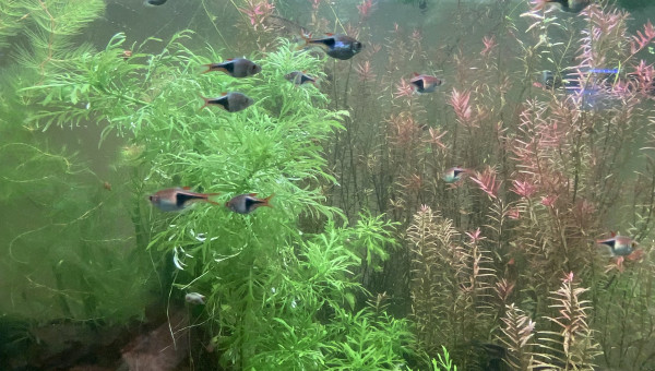 Partage et ajout de poisson