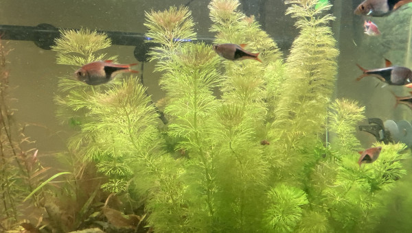 Partage et ajout de poisson