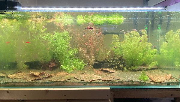 Partage et ajout de poisson