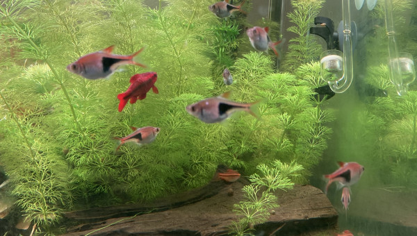 Partage et ajout de poisson