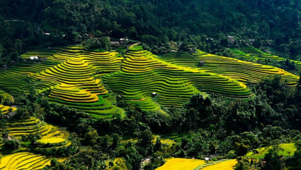 Les rizières du plateau de Ha Giang.