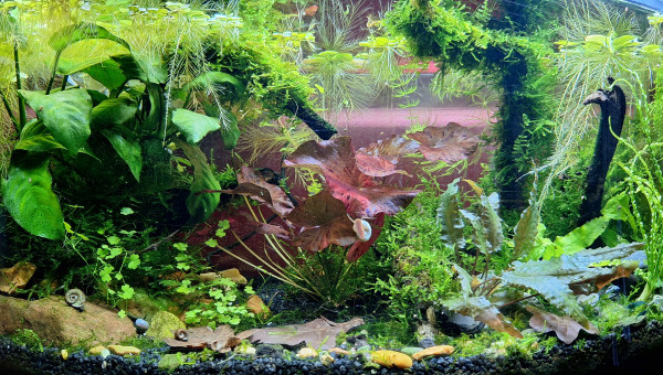 Après un peu de tonte et quelques ajustement