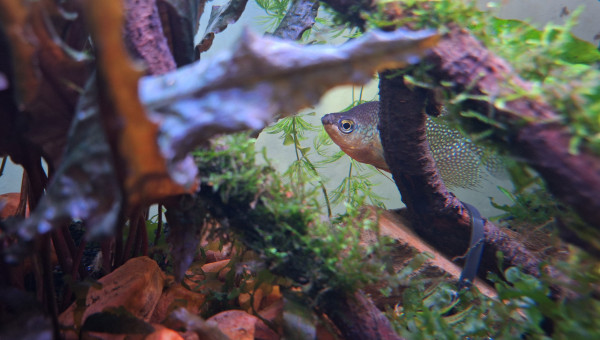 gourami perlé (Trichopodus leerii