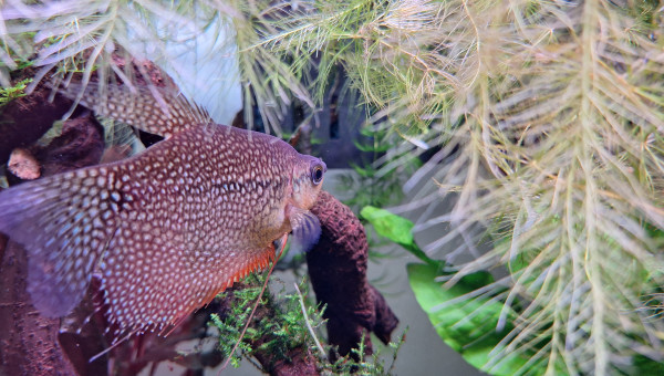 gourami perlé (Trichopodus leerii