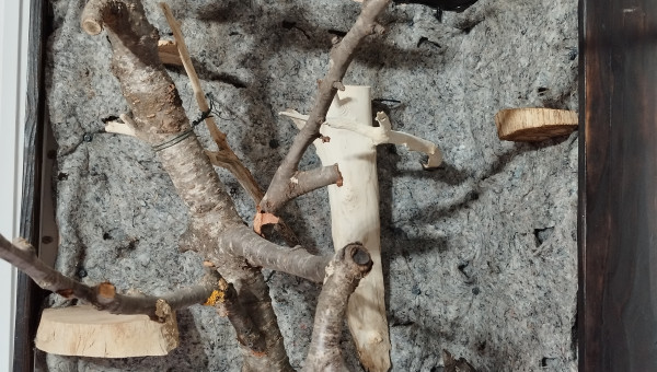 Le mur végétal brut