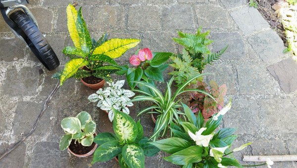 1er jet de plantes pour le mur